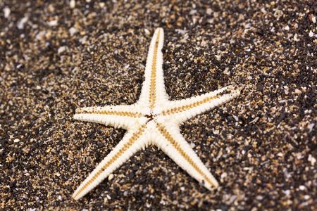  Sea star in the sandの写真素材