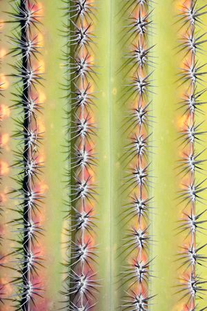 Prickly cactus backgroundの写真素材