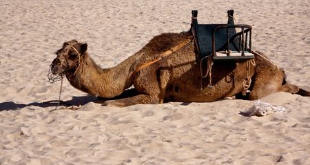 Camel in the Desertの写真素材