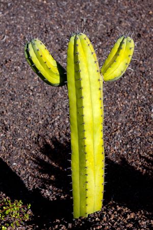 background of landscape of cactus whit spikesの写真素材