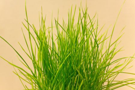 A green sprout from a boot
