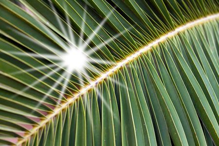    Leaf of a palm tree. A patternの写真素材