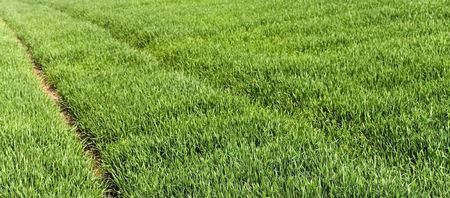 Farm with young Wheat