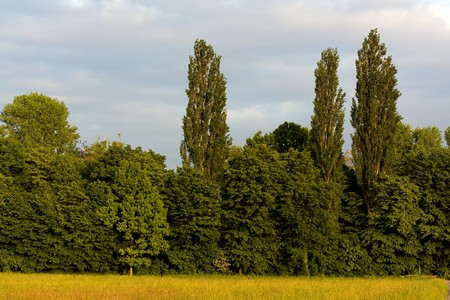  yellow daisies on the meadow,summer timeの写真素材