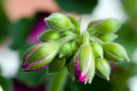 bunch flowering dianthus in a sunny spring gladeの写真素材