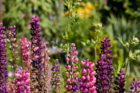 Colorful Lupine の写真素材