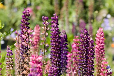 Colorful Lupine の写真素材