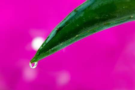 Aloe vera with water drop and shiny background の写真素材