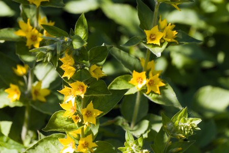 yellow daisies
