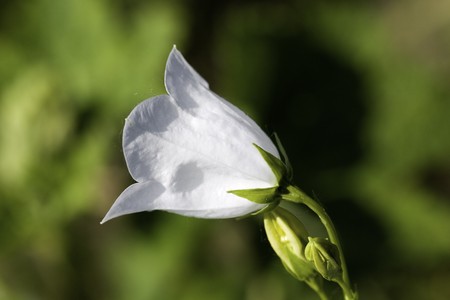 bell flowerの写真素材