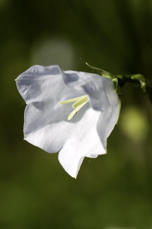 bell flowerの写真素材