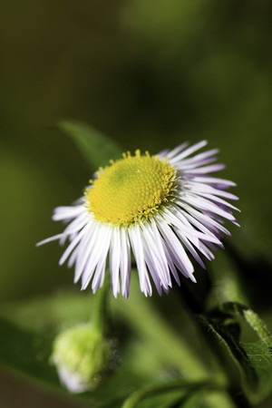  chrysanthemumの写真素材
