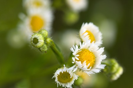 marguerite in the summer garden