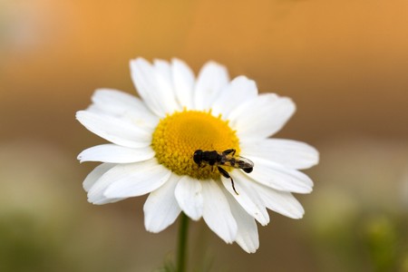 white marguerite in the summer garden の写真素材