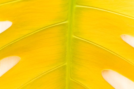 Big Yellow Leaf Structure 