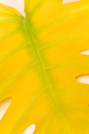 Big Yellow Leaf Structure の写真素材