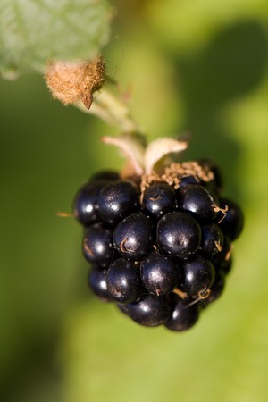 Blackberries with green leaves on a green background. の写真素材