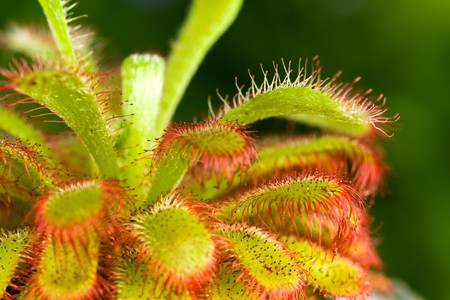 Drosera aliciae flower stem with bristles,a carnivorous plantの写真素材