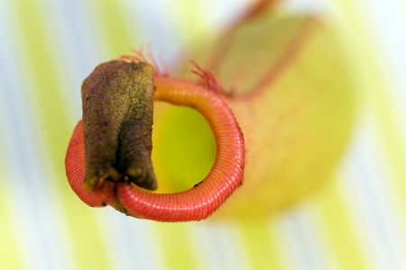 Nepenthes Alata, a carnivorous Plant,with green leaf の写真素材