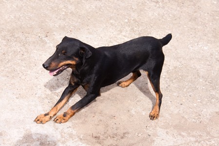 cute terrier dog with beautiful brown eyesの写真素材