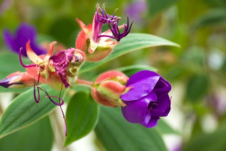 Pink lily on the nature background の写真素材