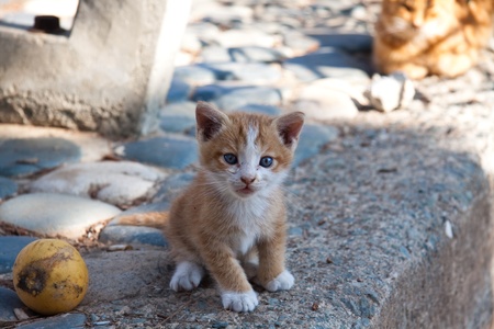 Cat Portraitの写真素材