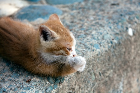 Cat Portraitの写真素材