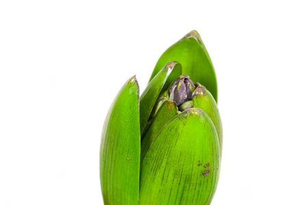 blue hyacinth leaves blooming in springの写真素材