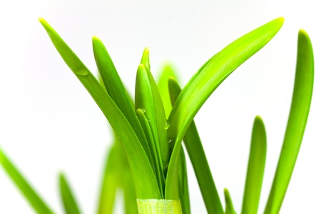 lent lily (daffodil) isolated on whiteの写真素材