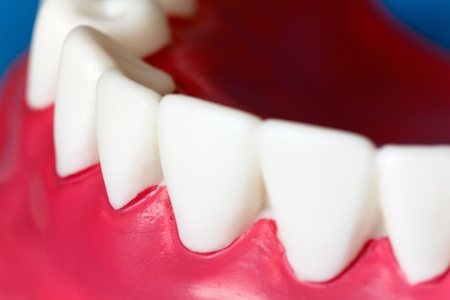 Jaw Model 