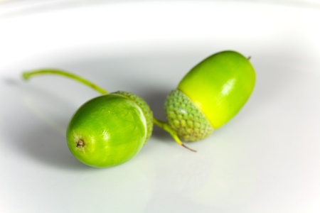 Macro of young acorn isolated on whiteの写真素材