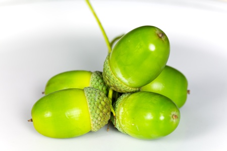 Macro of young acorn isolated on whiteの写真素材