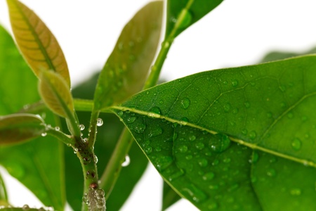 Avocado Leaf,Macro Shot の写真素材
