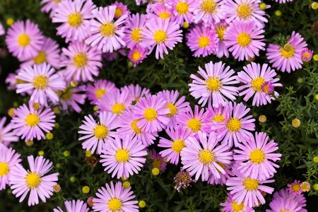 Background from pink Gerber flower 