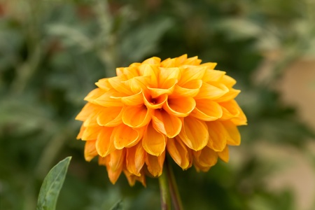 Colorful orange dahlia flower の写真素材