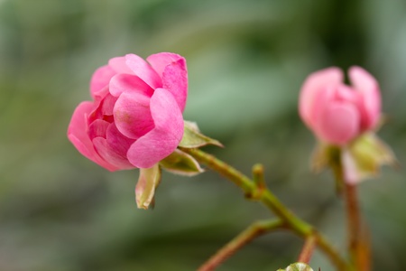 Pink Rose in the Nature , close up Shot,Closeup の写真素材