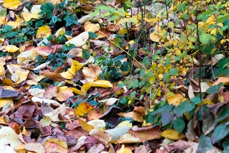 The  Spring Leaves, Plants ,Creates a Beautiful Background