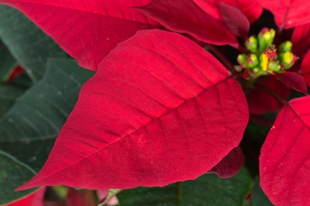 Christmas Flowers , Red Poinsettias with green leavesの写真素材