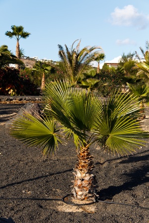 Single Palm Tree (blue sky).の写真素材