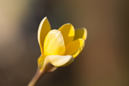 Spring Crocusの写真素材