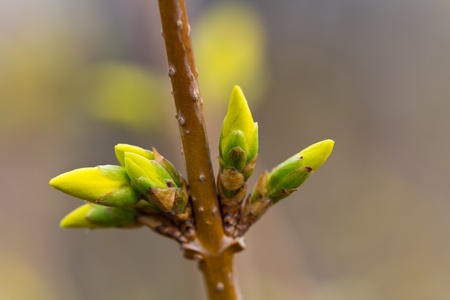 Spring  yellow flowers of Common Forsythia in blossom on blurred background 