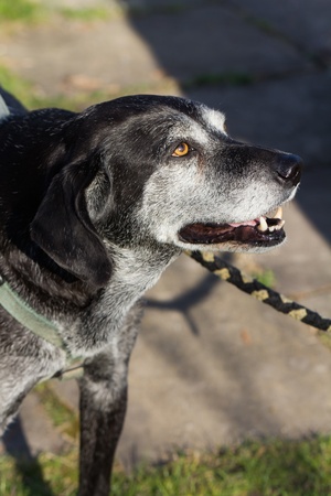 Labrador Dog