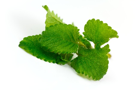 Lemon Balm の写真素材