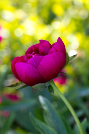 Peony is a name for plants in the genus Paeonia, the only genus in the flowering plant family Paeoniaceaeの写真素材
