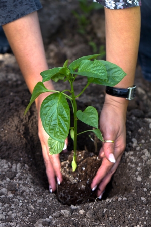holding a plant isolated on a nature backgroundの写真素材