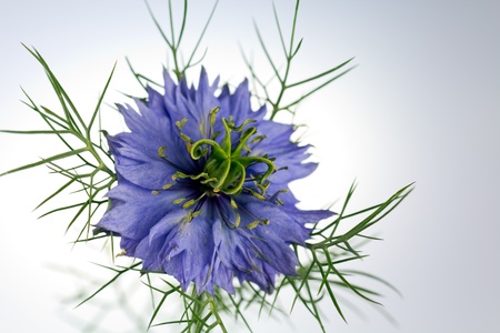 Love-in-a-mist flower  Nigella damascena の写真素材
