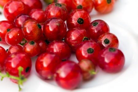 fresh ripe currant photographed closeup isolated on a white background の写真素材