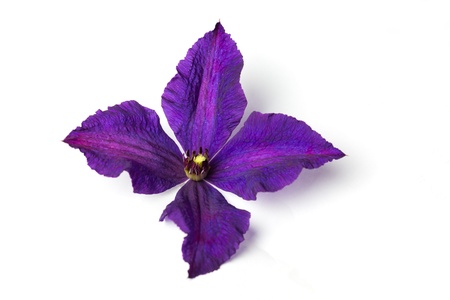 Lilac clematis on white backgroundの写真素材