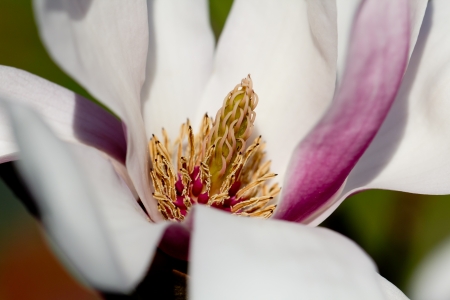 White - Pink Camellia flower , close up shotの写真素材