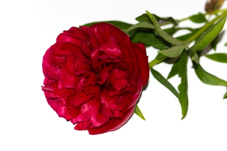 red rose, close up , isolated on white の写真素材